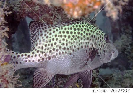 黄色 イエロー 黄色い 26522032