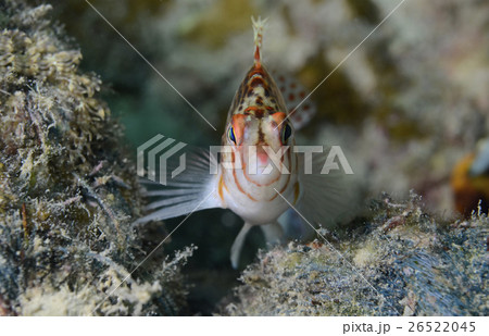 黄色 イエロー 黄色い 26522045