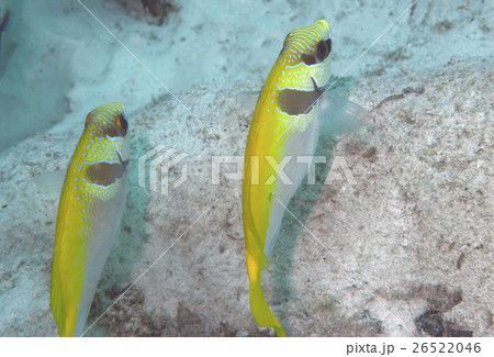 黄色 イエロー 黄色い 26522046