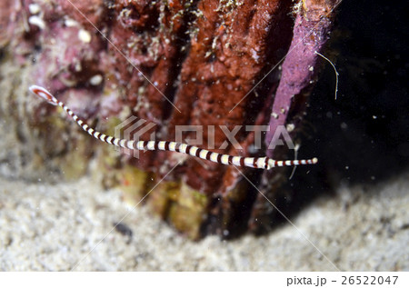 黄色 イエロー 黄色い 26522047