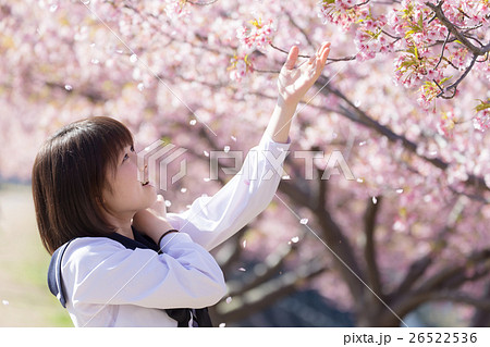高校生と桜イメージの写真素材