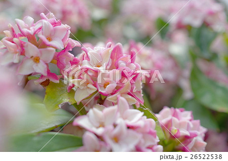 沈丁花の開花 26522538