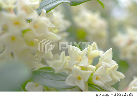 満開の白い沈丁花 満開の白い沈丁花 26522539