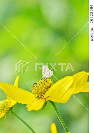 White Butterfly on Yellow Flower in Bangkok（蝶と花） 26522694