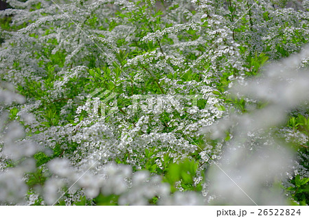 満開の雪柳 26522824