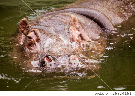 水中のカバ 26524161