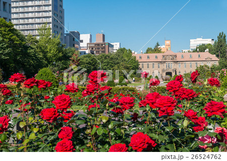 札幌大通公園　バラ 26524762