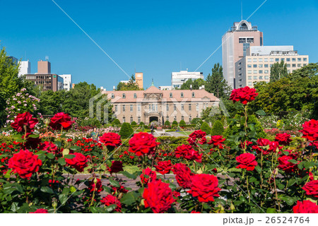 札幌大通公園 バラ 札幌大通公園 バラ 26524764