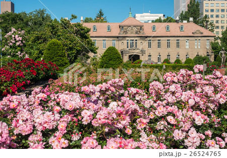 札幌大通公園 バラ 札幌大通公園 バラ 26524765