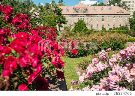札幌大通公園　バラ 26524766