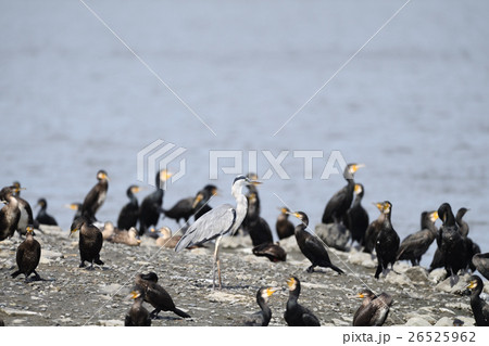 囲まれたサギ 26525962