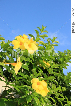 輝く黄色 26526593