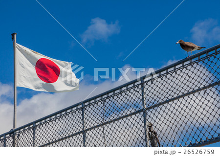 青空にはためく日本国旗とカモメの幼鳥 26526759