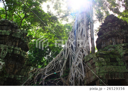 タ・プローム遺跡 タ・プローム遺跡 26529356