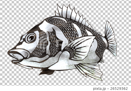 Fish illustration 26529362