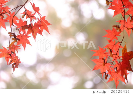 大紅葉 26529413