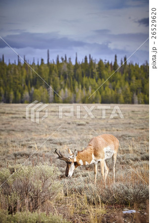 Pronghorn grazing in the Grand Teton National Park Pronghorn grazing in the Grand Teton National Park 26529620