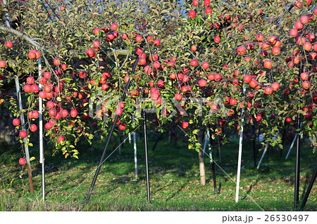 りんご畑の写真素材