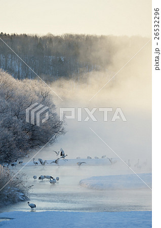 光が差し込むタンチョウのねぐら 光が差し込むタンチョウのねぐら 26532296