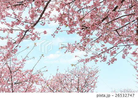 Cherry blossom row of Kawaguchi Motogo station - Stock