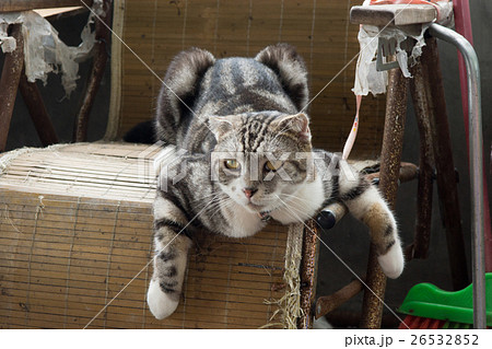 台湾 侯硐 猴硐 26532852
