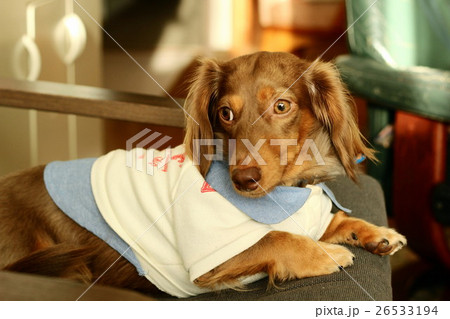 ダックスフンド 26533194