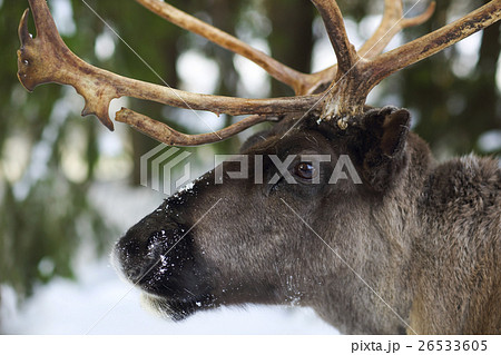 reindeer in its natural environment in scandinavia 26533605