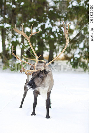 reindeer in its natural environment in scandinavia reindeer in its natural environment in scandinavia 26533606