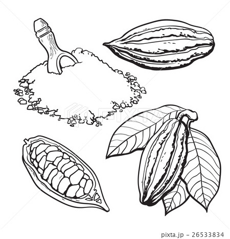 Cacao Fruit Beans And Powder Set Of Style Vectorのイラスト素材