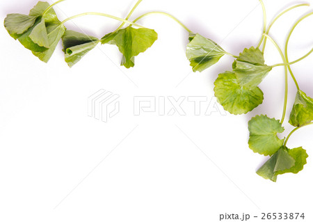 Centella asiatica or Thankuni in Indian 26533874