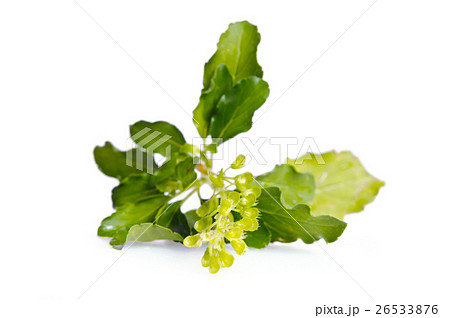 Basil leaf isolated on white background 26533876