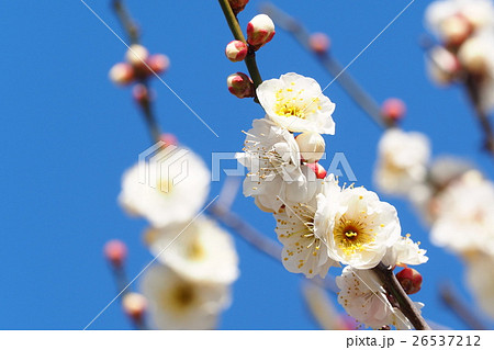 梅の花(白梅) 梅の花(白梅) 26537212