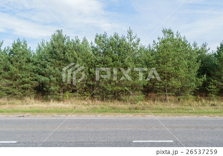 Green pine forest along an asphalt road (highway) 26537259
