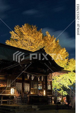 千葉県 葛飾八幡宮 千本公孫樹ライトアップ 千葉県 葛飾八幡宮 千本公孫樹ライトアップ 26537663