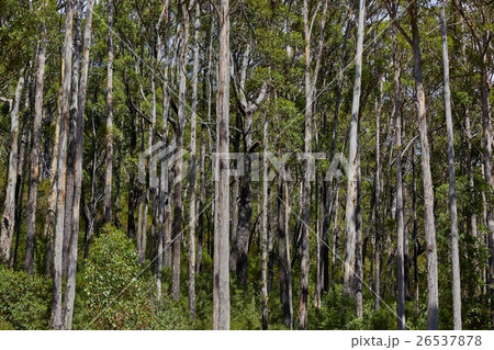 Forest in summer Forest in summer 26537878