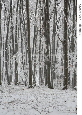 Winter forest Winter forest 26537895