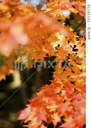 紅葉(+前ぼけ) 紅葉(+前ぼけ) 26538356