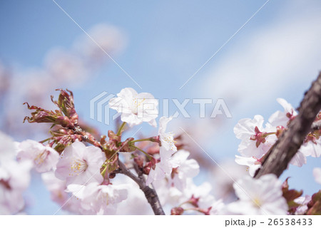 満開の桜 26538433
