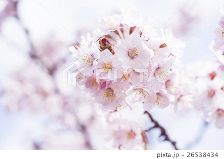 満開の桜（ハイキー表現） 26538434