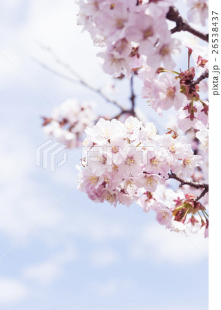 満開の桜(ハイキー表現) 満開の桜(ハイキー表現) 26538437