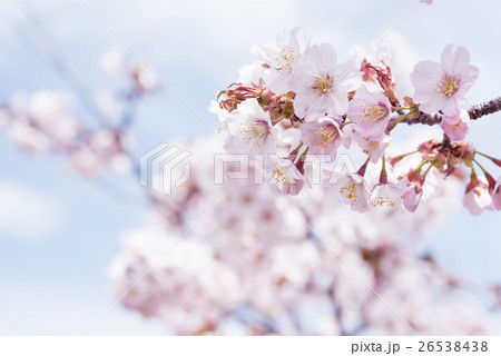 満開の桜 ハイキー表現 の写真素材