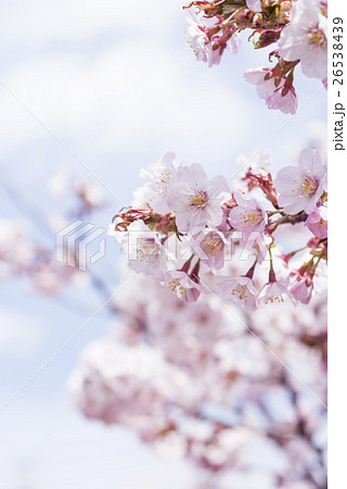 満開の桜 ハイキー表現 の写真素材