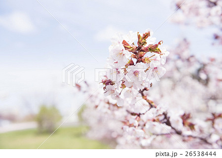満開の桜（被写界深度浅め） 26538444