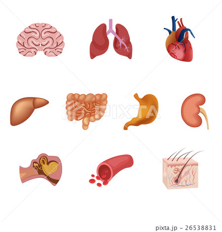Different flat human organs set 26538831