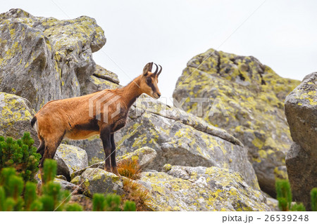 Chamois (Rupicapra Carpatica) in Tatra Mountains Chamois (Rupicapra Carpatica) in Tatra Mountains 26539248