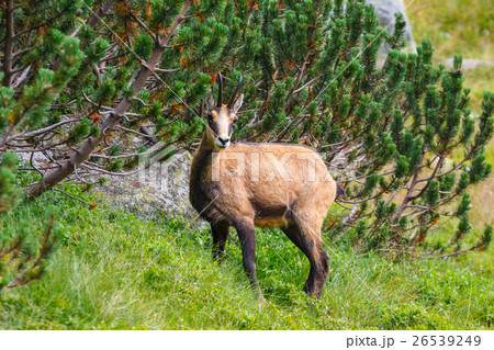 Chamois (Rupicapra Carpatica) in Tatra Mountains Chamois (Rupicapra Carpatica) in Tatra Mountains 26539249