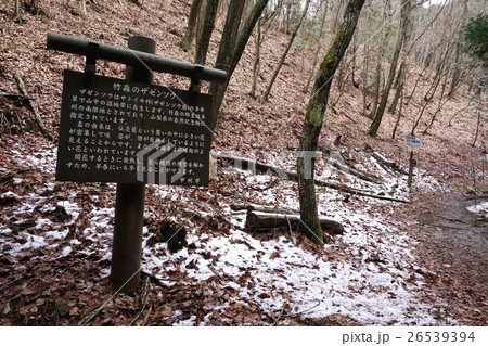 山梨　塩山　竹森の座禅草 26539394