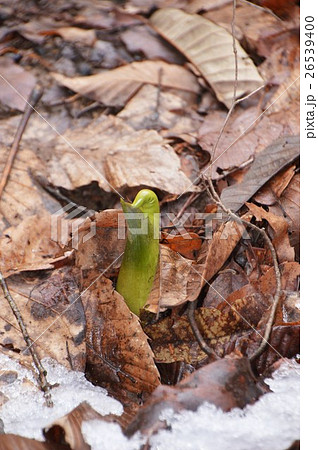 山梨 塩山 竹森の座禅草 山梨 塩山 竹森の座禅草 26539400
