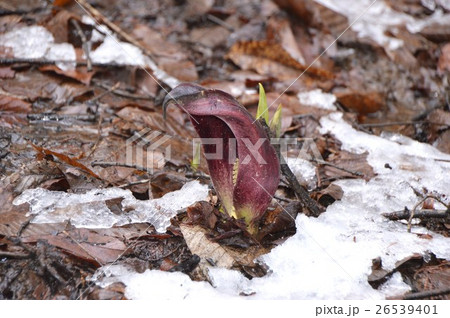 山梨　塩山　竹森の座禅草 26539401