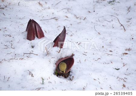 山梨　塩山　竹森の座禅草 26539405